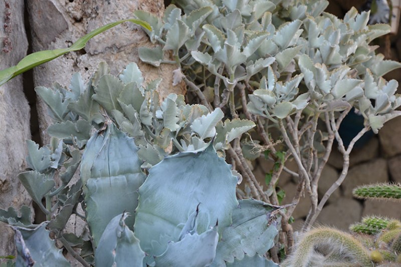 Lievi diversità cromatiche. Giardini Ravino / Photo©Silvana Matozza